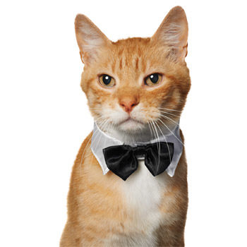 Top Pet Costumes